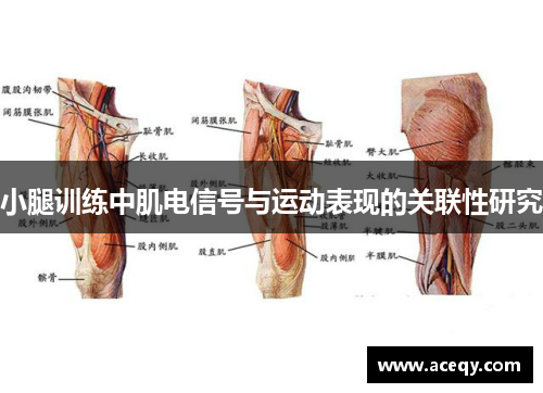 小腿训练中肌电信号与运动表现的关联性研究
